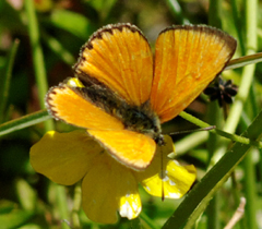 Lycaena virgureae?